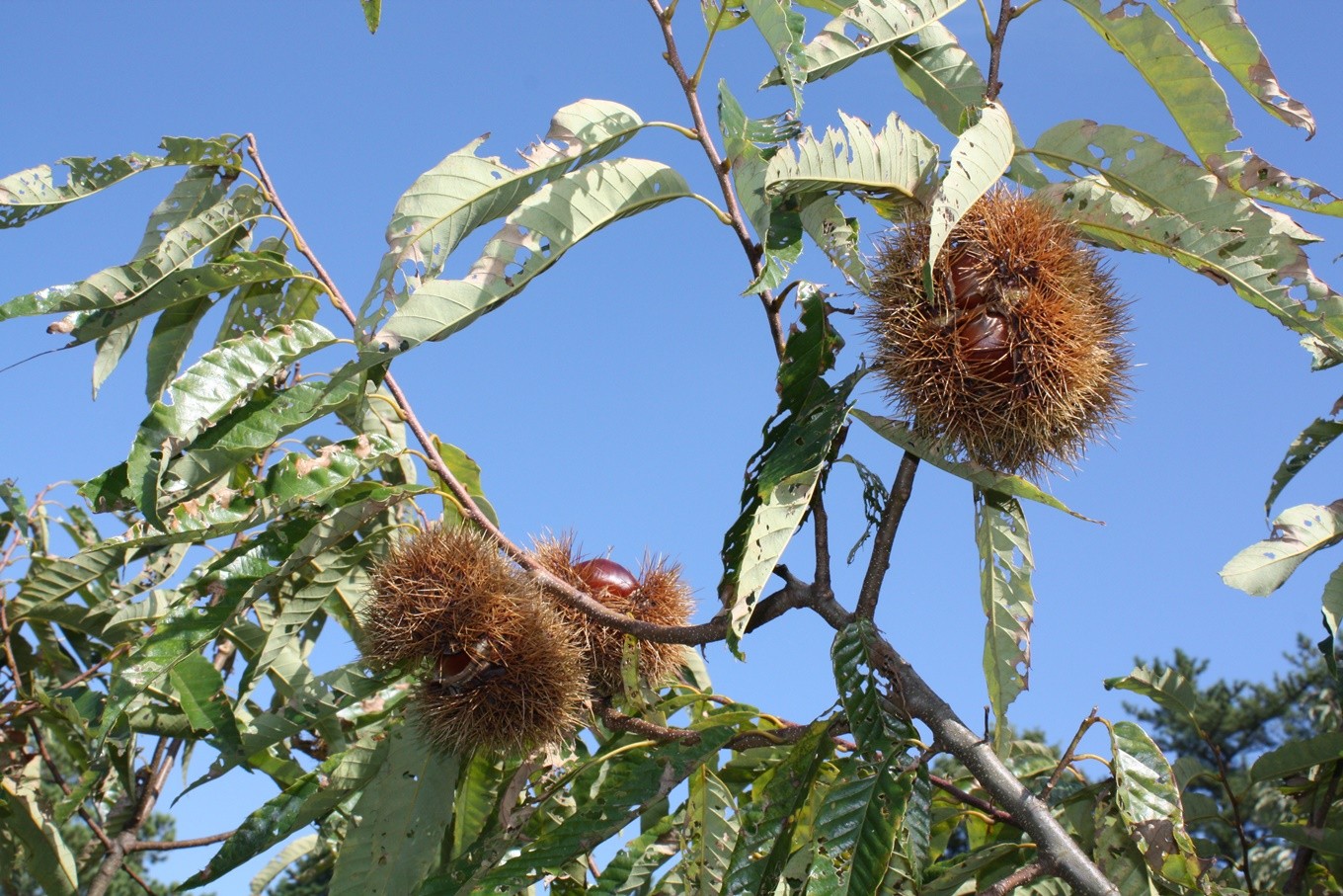 限3.【1日20セット限定】栗きんとん《栗金飩》15個入　創業明治5年「緑屋老舗」（配送日選択可）