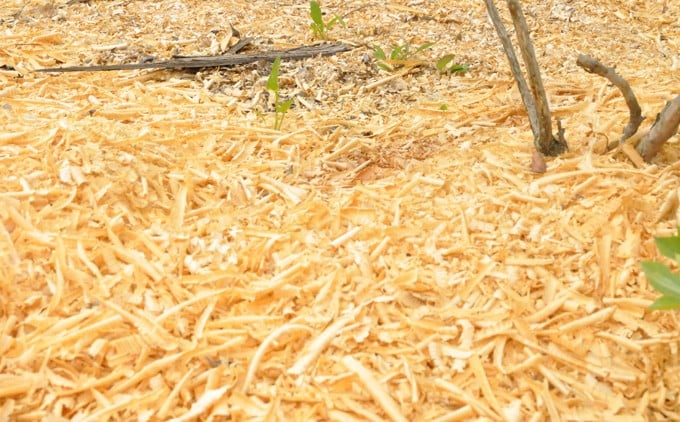 【2025年産/栽培期間中 農薬不使用ブルーベリー使用】手づくりブルーベリージャム(170g×5個)Qdr-92/ ヨーグルト ジャムトースト パン 朝食 贈り物 お取り寄せ 無農薬 四万十 しまんと 高知 こいのぼりの里ブルーベリー農園