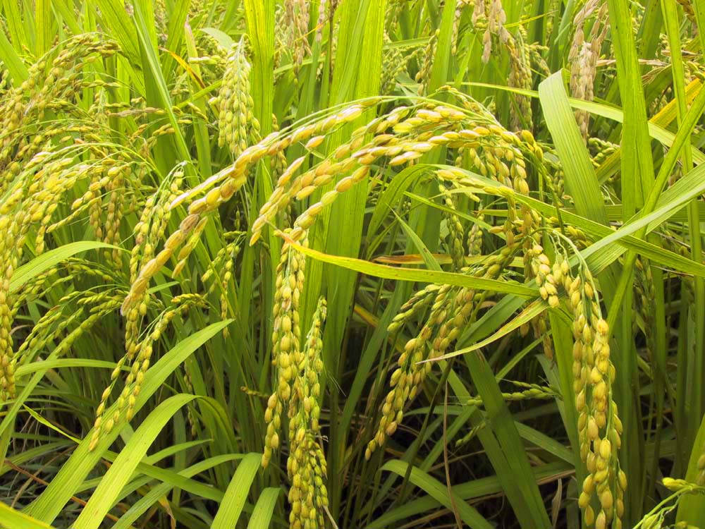 ◎令和7年産◎絶妙なバランスが大好評!井上米穀店の香るお米(十和錦)Bib-A04 米 こめ コメ 農家 こだわり お米 おこめ ブランド米 米処 香り米 ブレンド米