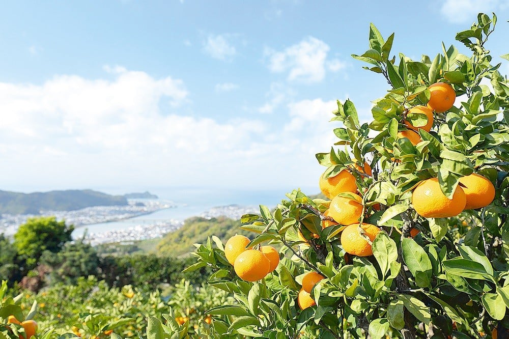 有田みかん「未来への虹」(10kg)(A2-2)