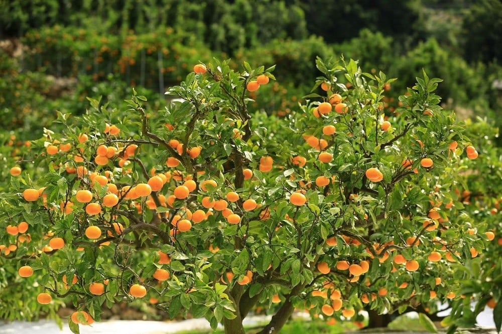 有田みかん「未来への虹」(10kg)(A2-2)