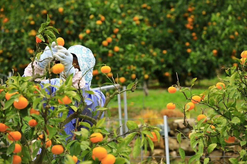 有田みかん「未来への虹」(10kg)(A2-2)