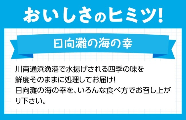 『日向灘海の幸』 通浜鮮魚セット 【 魚介類 鮮魚 魚 詰め合わせ 】