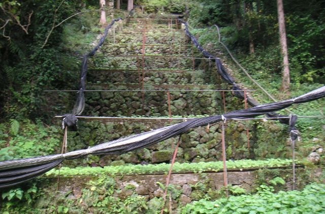 伊豆のわさび7品セット