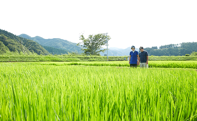 【 予約受付中・令和7年度産 】 ひとめぼれ 5kg 白米  軍見洞(ぐんみぼら)農園 【 白米 精米 お米 東北 お弁当 おにぎり おむすび 】