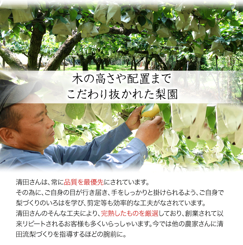 【日付指定不可】『清田果樹園』の原倉梨 約5kg 《9月上旬-10月上旬頃出荷》6-14玉前後 新高梨 新興梨 あきづき 豊水梨 熊本県玉名郡玉東町 梨【ふるさと納税】