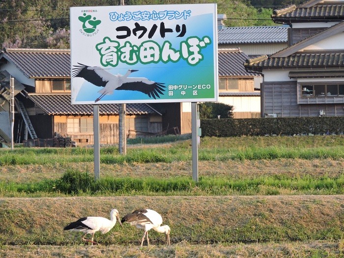 先行予約 令和8年産 新米 無農薬 有機JAS認定米 コウノトリ育む田んぼのお米 15kg(5kg×3袋) 【 先行予約 令和8年産 新米 有機JAS 無農薬 オーガニック コウノトリ 安心 安全 コシヒカリ 15㎏ 村上ファーム 】