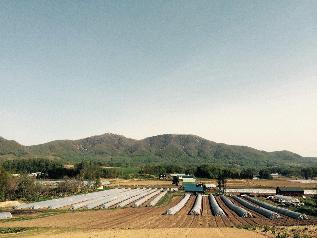 2.(1kg)たきもとさんちの白ニンニク(完熟有機ニンニク):9~10月