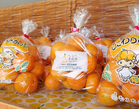 成田果樹園の温州みかん5kg