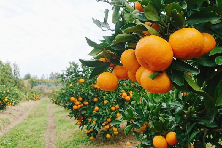 成田果樹園の温州みかん5kg