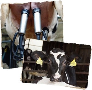  バイデン 大統領 晩餐会 で食した 名取 ナチュリノ の 自然派 手づくり ジェラート 当店自慢の6種