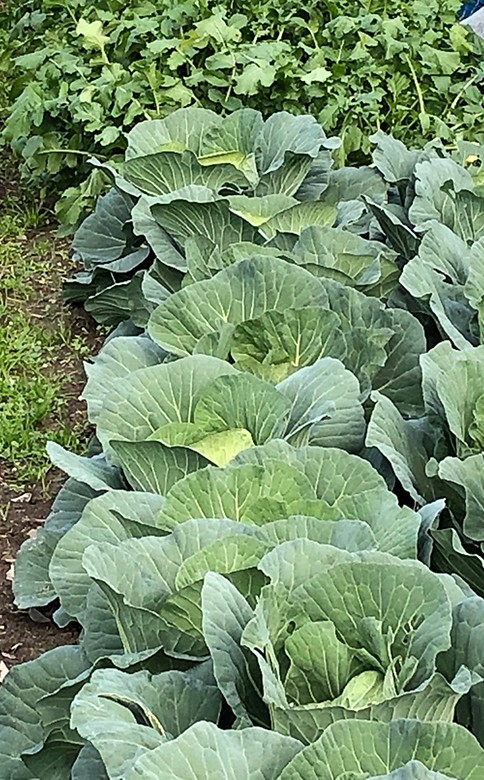 【早期予約】 【2026年1月より順次発送】定期便 6回 奇数月発送 旬 野菜 詰め合わせ セット 6 ～ 7品 数量限定 限定 セット やさい 送料無料 頒布会 ほうれん草 ブロッコリー ニンジン 人参 じゃがいも 白菜 キャベツ 小松菜 ピーマン ししとう タマネギ オクラ なす ネギ さつまいも 里芋 にんにく きゅうり しょうが 生姜 NK11000