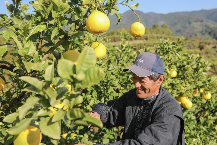 浜田農園の土佐文旦10kg家庭用