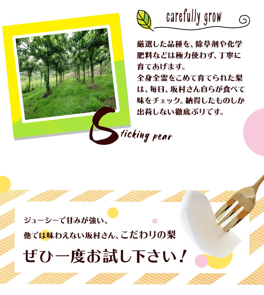 坂村梨園 玉東梨 熊本県玉名郡玉東町 約3kg(4~10玉前後) 梨 なし 果物 旬の梨 《8月中旬-11月上旬頃出荷》
