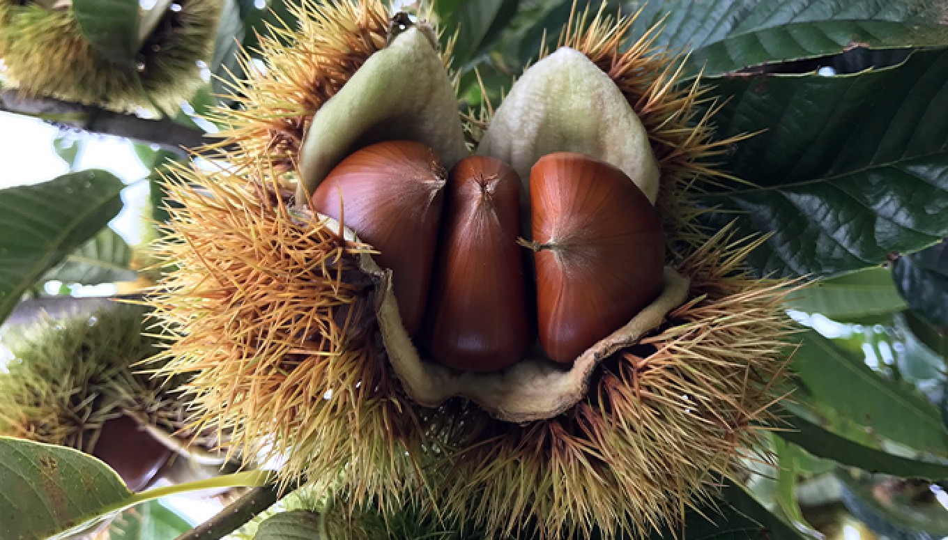  熟成小布施栗 約1kg ［おぶせファーマーズ］ 果物 フルーツ 生栗 くり 長野県産 信州産 令和8年産 【2026年10月下旬～11月下旬発送】 ［F-236］