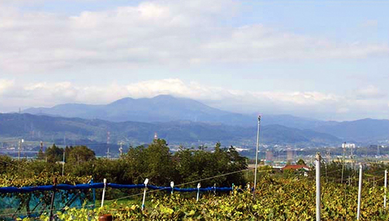 【訳あり】ナガノパープル 約1.5kg 3～5房 ［おぶせファーマーズ］家庭用 果物 フルーツ ぶどう 期間限定 数量限定 規格外 不揃い 傷 令和7年産 【2025年9月中旬～10月下旬発送】［F-544］