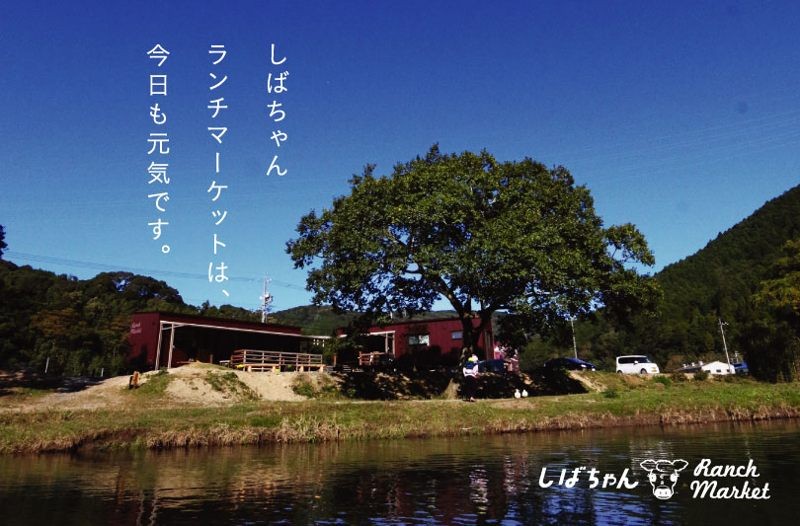 ジャージー牛乳 900ml×3本セット 柴田牧場【1136544】