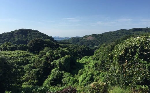 【TKGセット】ポケマルで大人気「まつもと たまご 」30個＆創業120年以上老舗酢造「かけ醤油」150ml＜松本養鶏場＞ [CCD017]