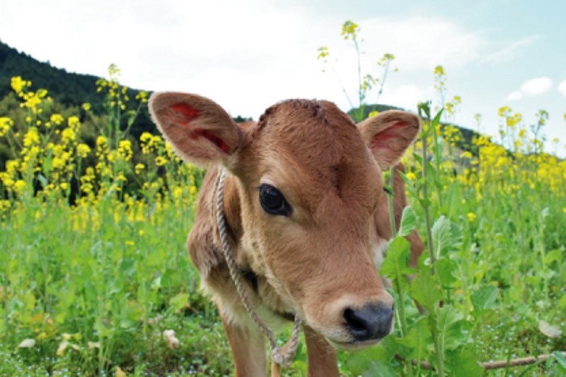 ジャージー牛乳 900ml×3本セット 柴田牧場【1136544】