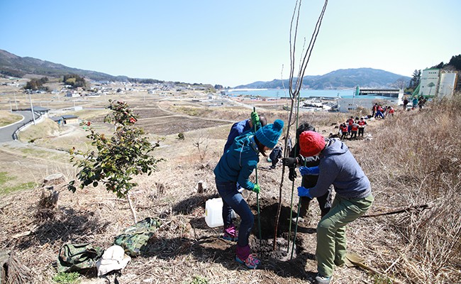【思いやり型返礼品】桜ライン311の活動支援【1年間維持管理】