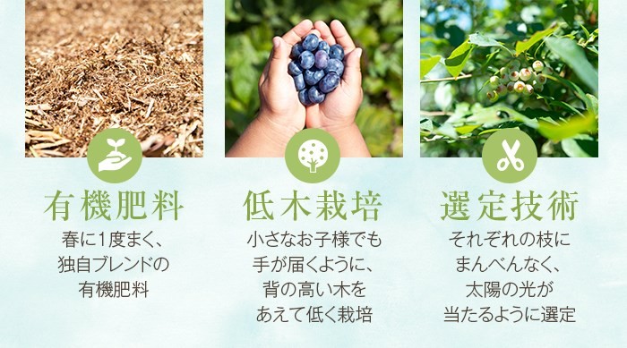 BS-019 【数量限定】ブルーベリーコンポート840g（140g×6本） (B-28)