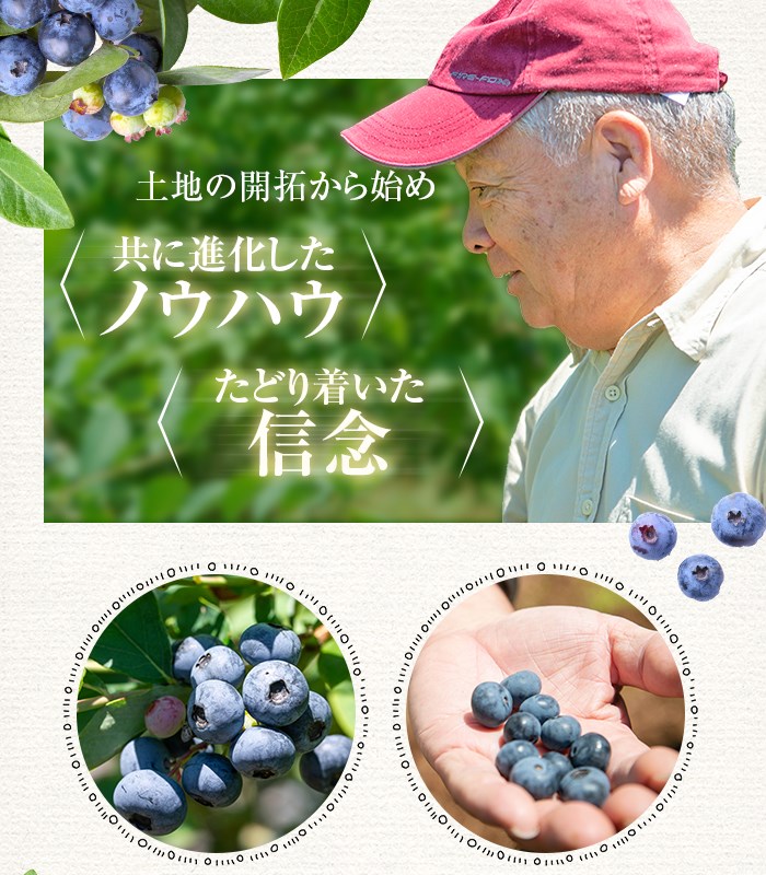 BS-019 【数量限定】ブルーベリーコンポート840g（140g×6本） (B-28)