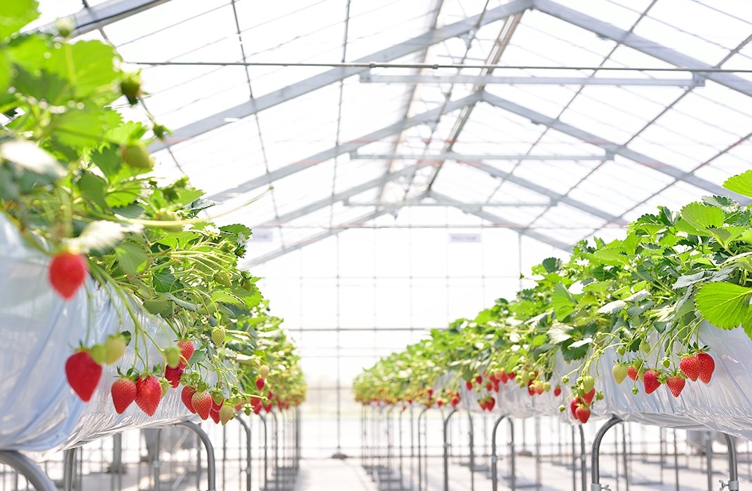 <数量限定!!>フレッシュベリーの完熟冷凍いちご!大中小サイズ混合約2kg(1kg×2袋)やよいひめ・かおり野・紅ほっぺ・もういっこ ≪イチゴ 苺 ジャム ヨーグルト おやつ≫