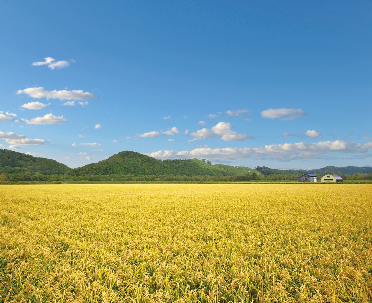 【遠別町産もち米粉使用】米粉のロールケーキ（８個入り）