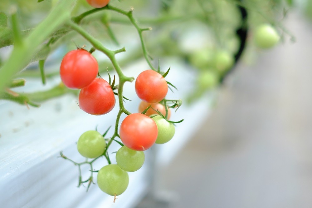 トマト ミディ & ミニトマト 2kg 小分け 250g×8袋 カラフルトマト 2025年 11月~ 発送予定 野菜 やさい 果物 スイーツ ジュース トマトジュース パスタ スパゲティー ソース サラダ ドレッシング サンドイッチ ハンバーガー ピザ カレー 四電工 徳島県 吉野川市