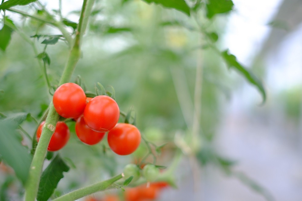 トマト ミディ & ミニトマト 2kg 小分け 250g×8袋 カラフルトマト 2025年 11月~ 発送予定 野菜 やさい 果物 スイーツ ジュース トマトジュース パスタ スパゲティー ソース サラダ ドレッシング サンドイッチ ハンバーガー ピザ カレー 四電工 徳島県 吉野川市