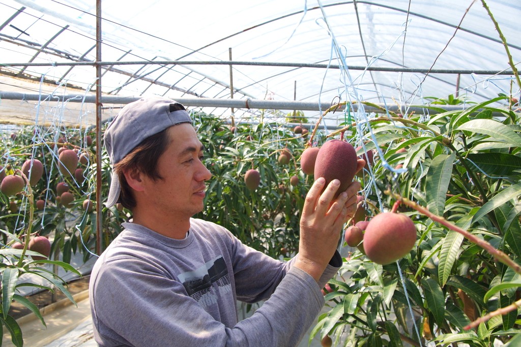 No.3043-2 キングサイズの完熟マンゴー