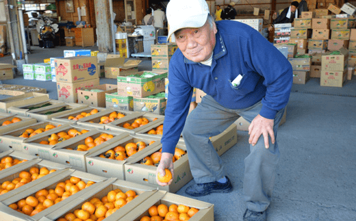 土佐文旦 約5kg 【贈答用】