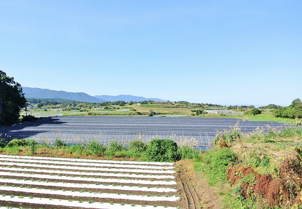 【観葉植物】モンステラ60cm～80cm(緑の中道/IB067-006) 観葉植物 植物 鉢付 インテリア 室内 オフィス おしゃれ プレゼント ギフト 開店祝い 移転祝い マイナスイオン 鹿児島 いぶすき 指宿【配送不可地域：北海道・沖縄県・離島】