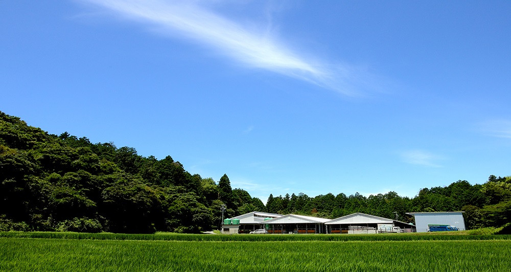 松阪牛すね(カレー・シチュー用)【1-163】