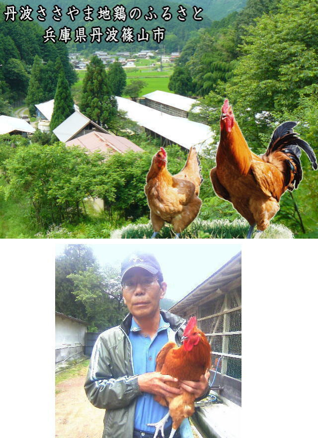 名古屋コーチン 丹波ささやま地鶏 1羽丸鶏 中抜き(未調理)「クリスマス ローストチキン 参鶏湯 ダッジオーブンで丸焼きなどに!」 兵庫県 丹波篠山市 鶏肉 とり肉 鳥肉 チキン 地鶏 やきとり グルメ 美味しい