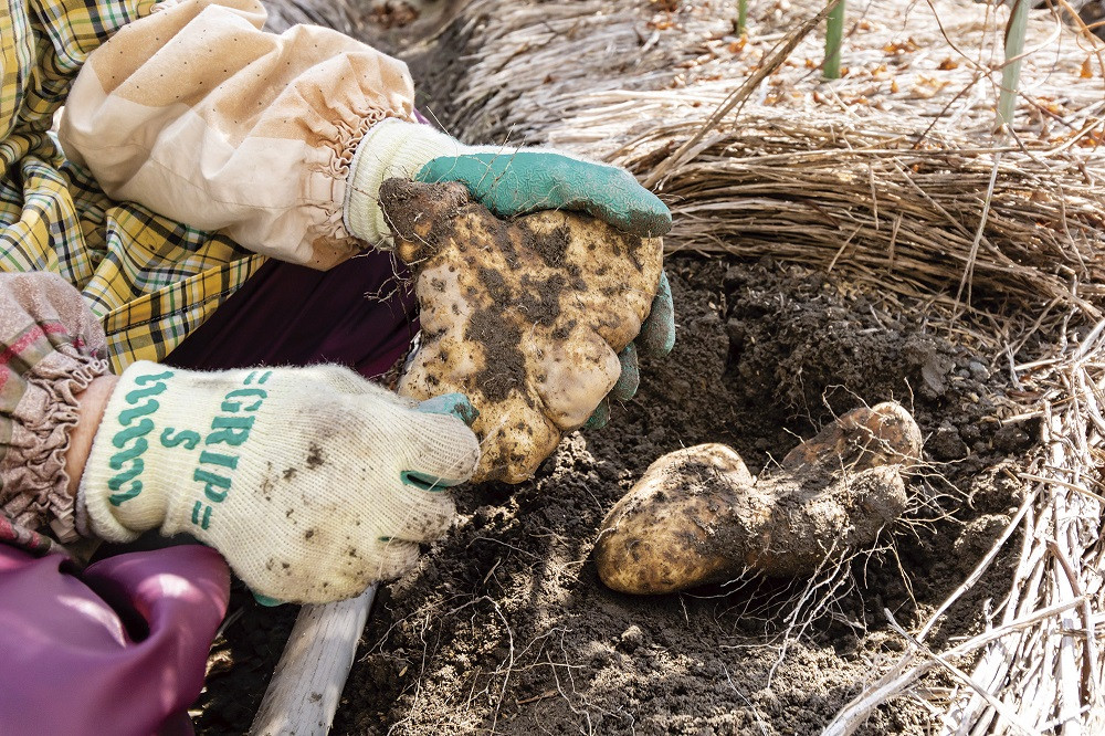 E022 徳地やまのいものすりおろしトロロ　100g×3個
