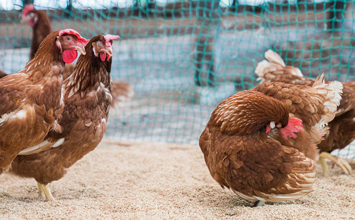 【ノンストレス卵】 平飼い 「しあわせたまご 」40個＜松本養鶏場＞ [CCD021]