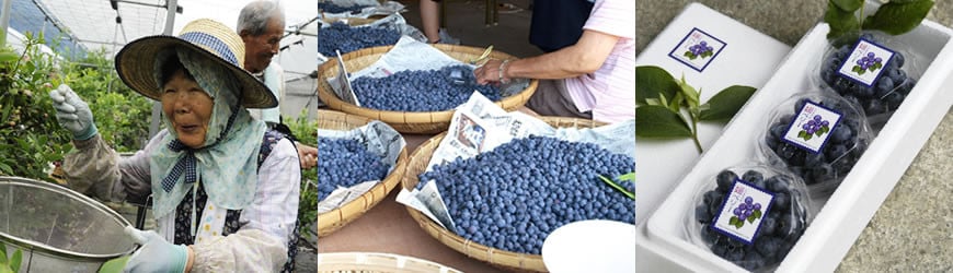 媛ベリージャムピュア(森のともだち農園玉川町) [VA00090]