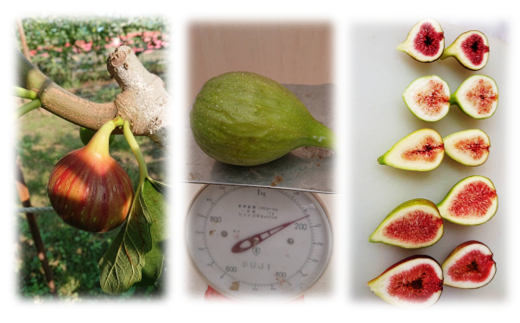 無花果お楽しみご褒美セット ジャムやコンポート、スイーツなど 4~6種類