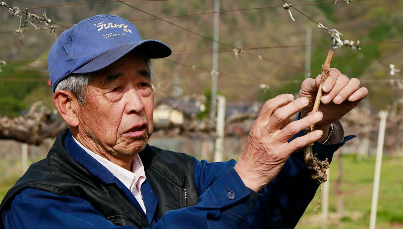 秋と冬のシャインマスカット2回定期便 約1kg × 2回 合計 約2kg ［小布施屋］ フルーツ ぶどう 果物 くだもの 葡萄 ブドウ 長野県産 信州産 クール便 冷蔵便 数量限定 先行予約 送料無料 令和7年産 【2025年10月～12月発送】 ［J-8］