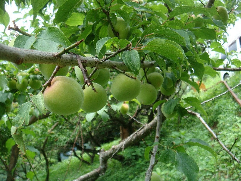 5.吉野 梅干し 三年もの