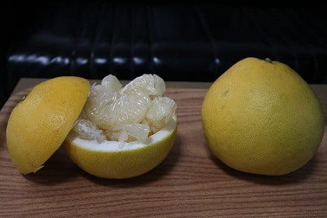 【R8年発送】早川農園の土佐文旦(5kg) 柑橘 フルーツ みかん ミカン 果物 果実 5キロ ザボン ぶんたん ブンタン おやつ デザート 甘い 美味しい ギフト 土佐 名物 国産【R00345】