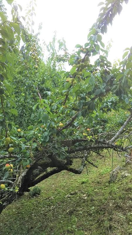 38.梅干(2kg)