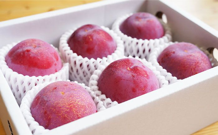 プラム 貴陽 【6月下旬発送開始予定】プラム 貴陽 約1kg（5～6玉） 西海市産 貴陽 プラム ＜竹嶋農園＞ [CEB001] 長崎 西海 すもも 桃 果物 フルーツ 贈答 ギフト 贈り物 プラム スモモ くだもの 新鮮 産地直送 モモ 高評価 