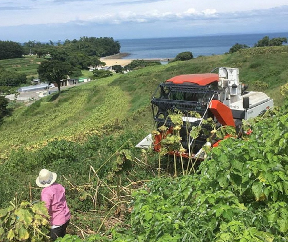 花の岬 無添加ひまわり油、菜の花油 （180g×各1本）