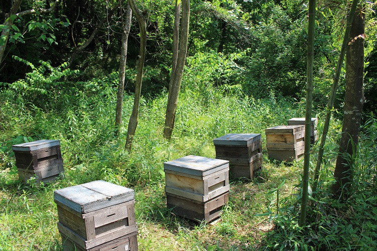 農林水産大臣賞・東海農政局長賞受賞!! 使いやすいプラ容器入り 非加熱生はちみつ 百花 そよご 各300g 計2本 純粋生はちみつ 食べ比べ (369)