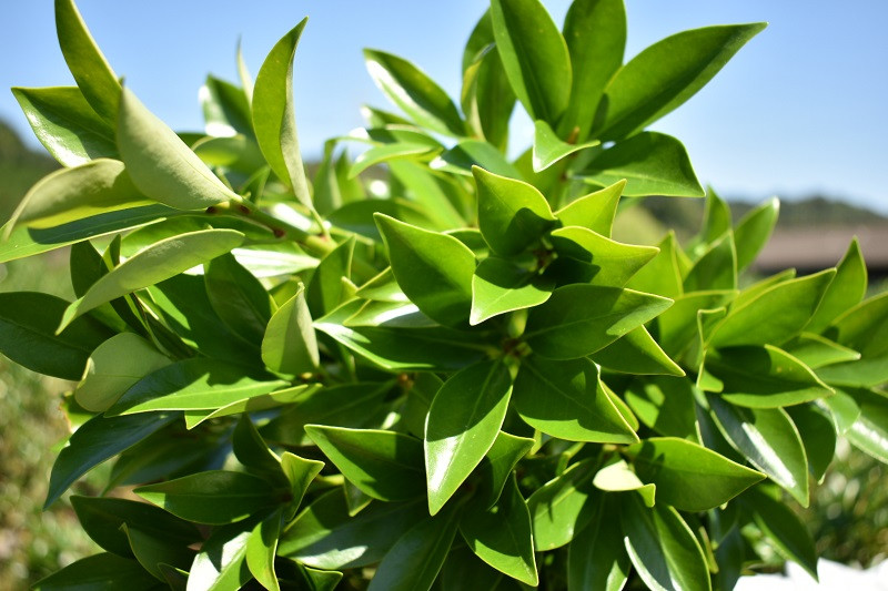 日向市産 しきみ [黒田樒園 宮崎県 日向市 452060139] 