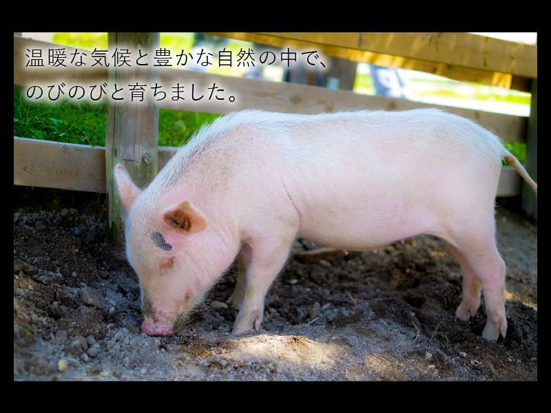 鹿児島産豚ロースしゃぶしゃぶ1.5kg【1185856】