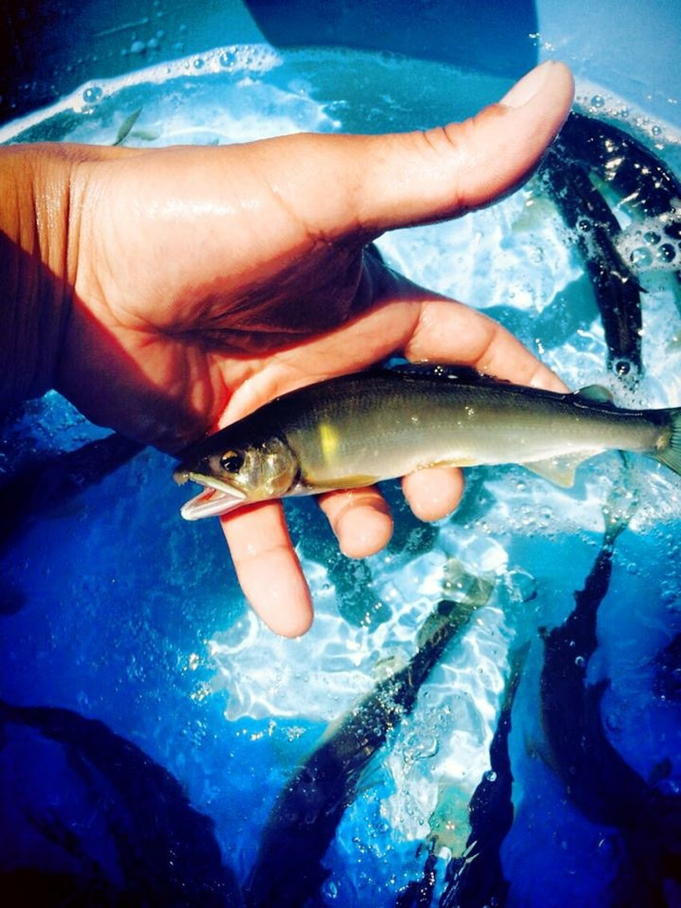 滋賀県産　鮎　琵琶湖産　わかさぎ　一夜干しセット【D007W】