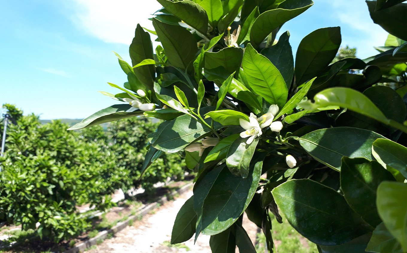 柑橘 ジャム おまかせ 3本 セット 水本オレンジガーデン | ジャム 果物 くだもの フルーツ 柑橘 かんきつ デコポン でこぽん ミカン みかん はっさく 八朔 甘夏 詰め合わせ パン 朝食 果肉 加工食品 熊本県 玉名市